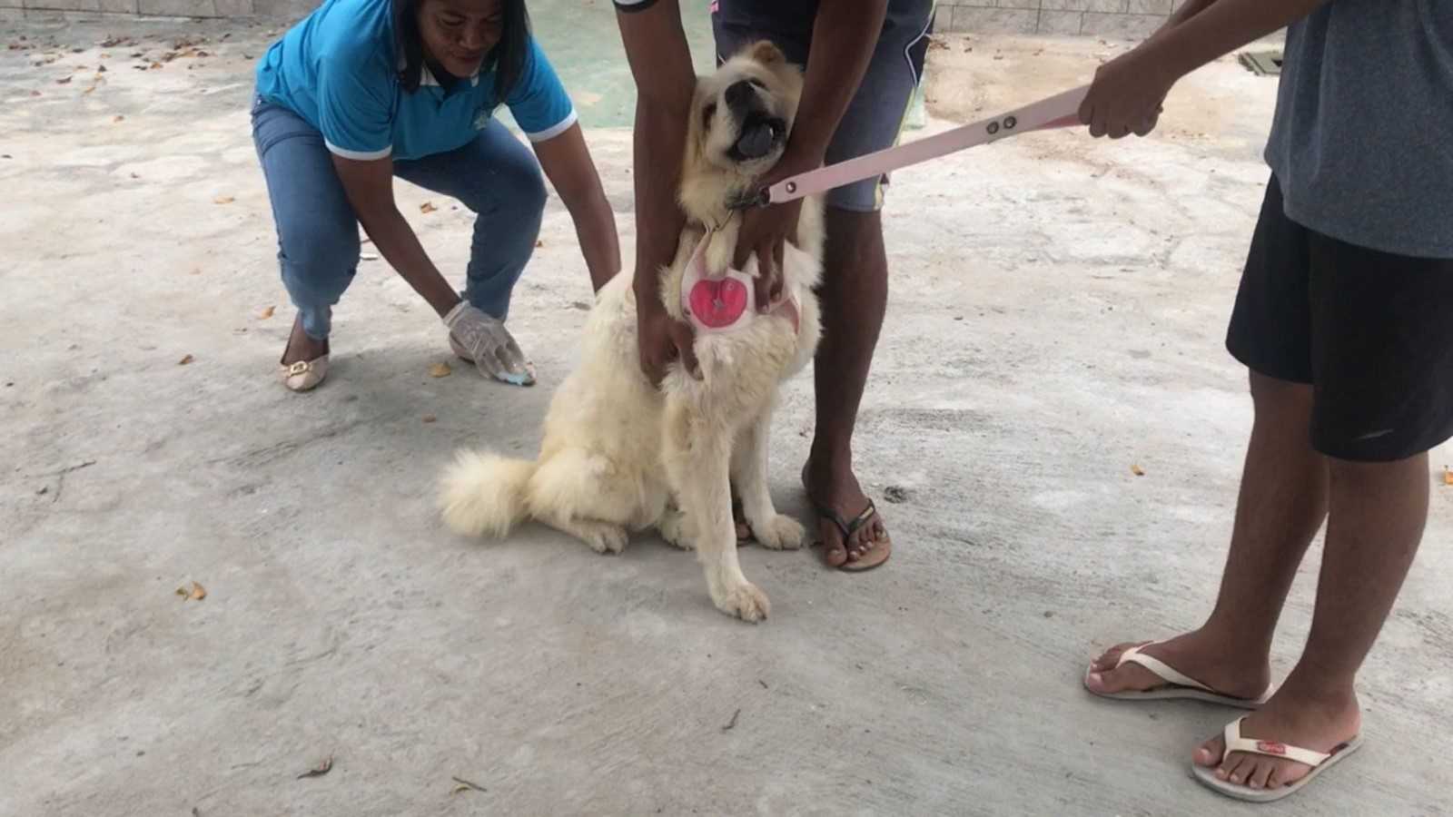 Camacã: Prefeitura realizou vacinação contra a raiva em cães e gatos